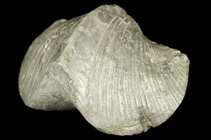 Pyrite Replaced Brachiopod (Paraspirifer) Fossil - Ohio #189178
